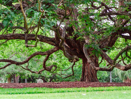 Weird looking branches of big tree in Brisbane City Botanic Garden. Sharpening at its trunk.の写真素材