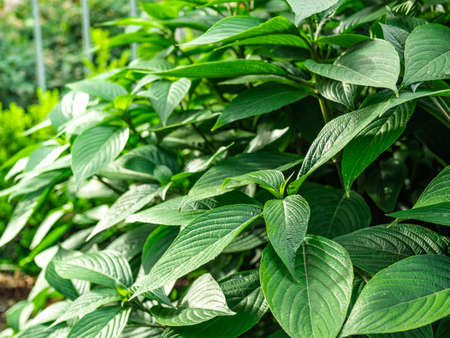 Closeup green plants with tapering leaves.の写真素材