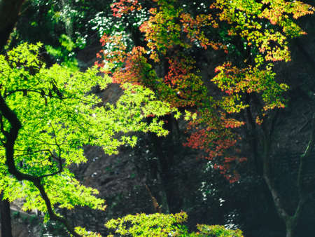 Green maple leaves in autumn with blurred red leaves in background