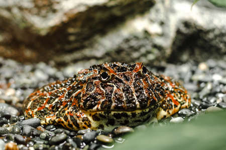 Close-up shot of a weird looking frog, Ornate Horned Frog, disguising itself for its prey.