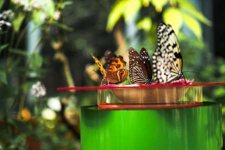 Closeup various species of butterflies stopping on replicated butterfly nectar with blurring background.の写真素材