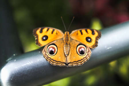 High-angle view of a young peacock pansy, an orange spotty wing butterfly, on a steel barの写真素材