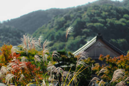 Poaceae's flowers with aâ japanese house's roof and mountian in the backgroundの写真素材
