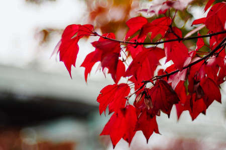 A glimpse of fresh red maple leaves seen during autumn on totally blurred background.の写真素材