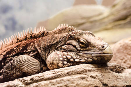 Close-up shot of boring-face brown adult iguana lying on a rock.の写真素材
