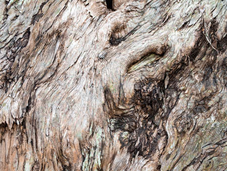 Closeupâ look ofâ treeâ barkâ whichâ shows unpattern strange texture like flowing water. For background usage.の写真素材