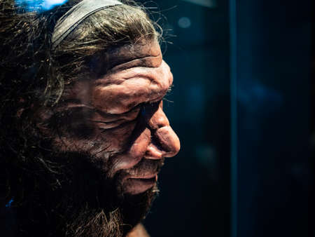 Headshotâ ofâ male Neanderthal replicate exhibited inâ Naturalâ Historyâ Museum, London.â Shotâ onâ 13feb2019.のeditorial素材
