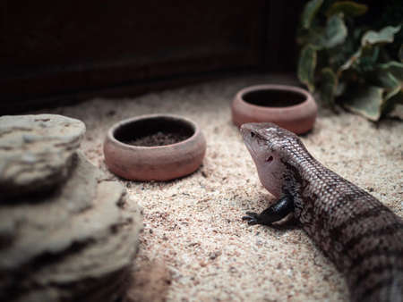 Hesitated youngâ blue-tongued skink choosing whichâ bowlâ ofâ foodâ toâ eat.の写真素材