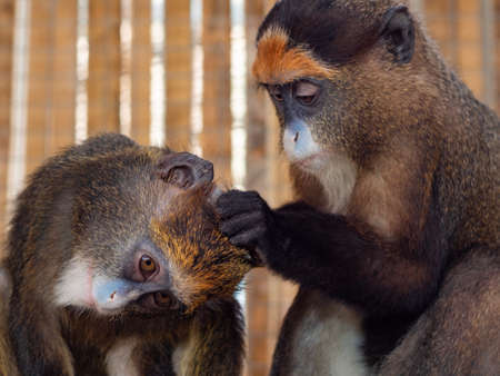 Youngâ Deâ Brazza monkey finding fleas onâ another's head.の写真素材