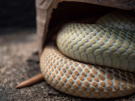 Closeupâ bodyside ofâ albinoâ cobra curlingâ inâ broken pot.の写真素材
