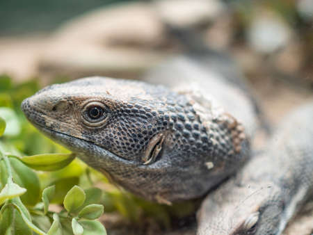 Closeupâ molting Savannaâh monitor's head, onlyâ leftâ eyeâ visible, withâ blurryâ partial viewâ ofâ another underneath.âの写真素材