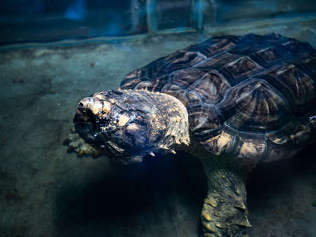 Oldâ aligator snapping turtle submerging inâ shallow water.の写真素材