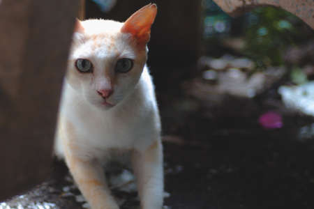 Strayâ blueâ-eyeâ catâ sneaking withâ surprisedâ faceâの写真素材