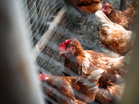 Chickens waiting for food feeding in the cageの写真素材