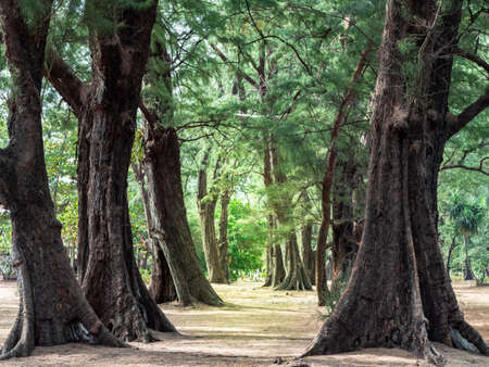 Two rows of greenish sea oak trees visually making the empty trail in the middle.の写真素材