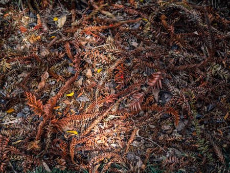 Various kinds of dried bunch leaves, turning orange, totally covering the ground.の写真素材