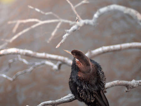 Cormorant hanging on dried tree branch over Brisbane river and looking for fish.の写真素材