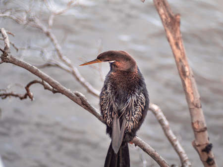 Cormorant hanging on dried tree branch over Brisbane river and looking for fish.