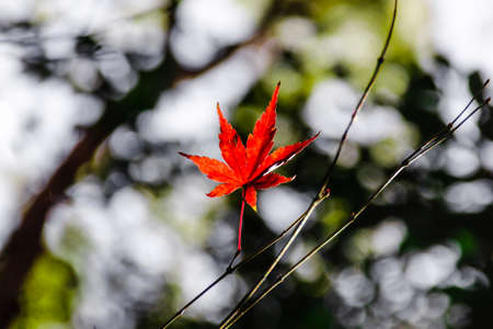 Closeup only red maple leaf on leafless branch with blurry background of green leaves.の写真素材