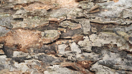 pear-tree bark macro