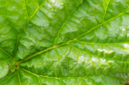 young leaf of rhubarbの写真素材