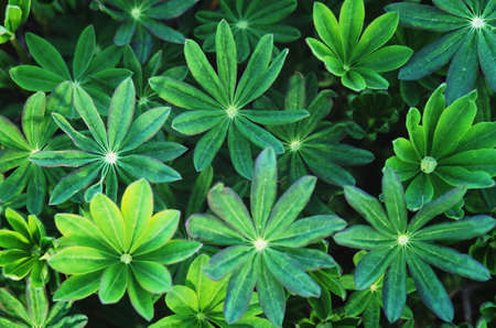 Young leaves of lupineの写真素材