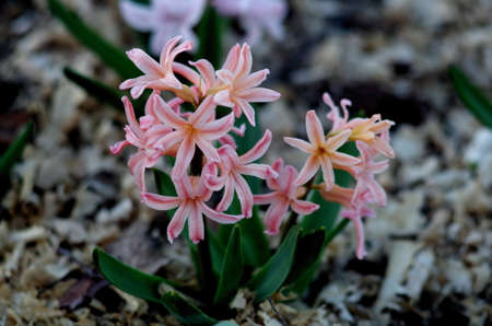 pink flowers hyacinth closeup in springの写真素材