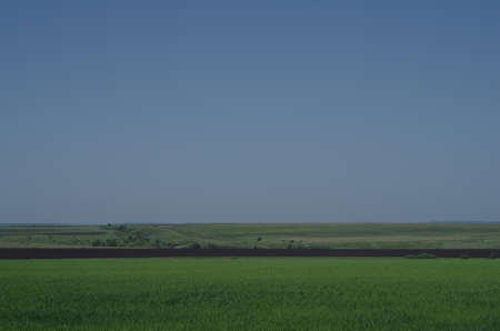 rural landscape field with young cropsの写真素材