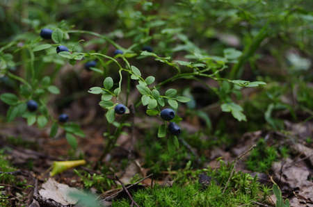 blueberries branchの写真素材
