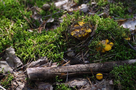 chanterelles mushrooms in the forest