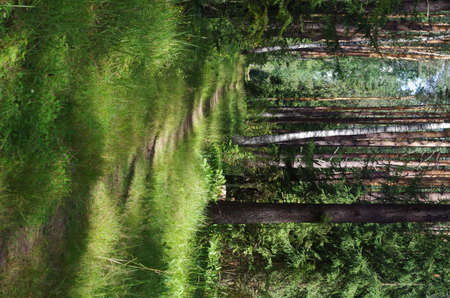 Forest path in the summer morning