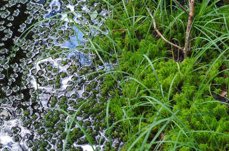 Green moss in the forestの写真素材