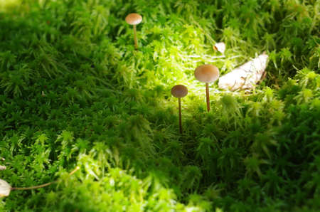 Green moss in the forestの写真素材