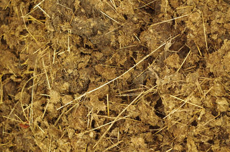 Dung close up