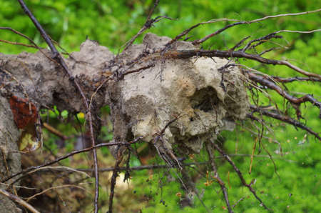 The roots of a tree with a lump of land, close-upの写真素材