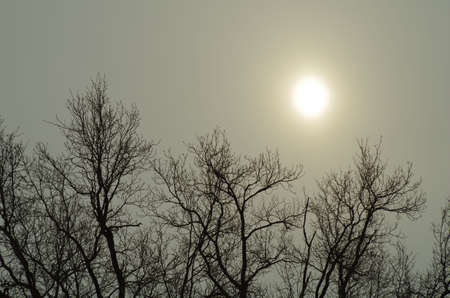 Winter view of treis and sun in gray sky.の写真素材