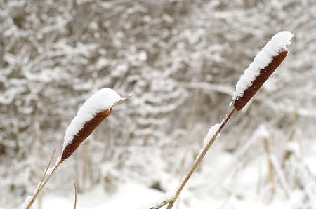 Reeds capped by snowの写真素材