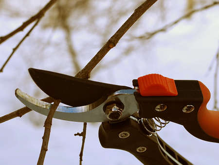 Pruning of fruit trees with a hand-operated prunerの写真素材