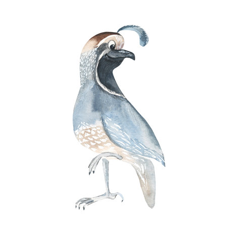 Cute quail isolated on white background. Watercolor hand drawn illustration. Perfect for kid cards, baby shower, clothes prints, decals.の写真素材