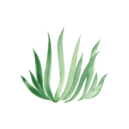 Watercolor green grass. Hand drawn illustration on white background. Ideal for floral background, graphics design.の写真素材