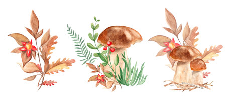 Set of watercolor forest bouquets, compositions. Porcini mushroom, green branches, grass, red berries, oak leaves, wildflowers. Botanical hand drawn illustration isolated on white background. Can be used for greeting cards, posters, stickers print, design and decoration.の写真素材