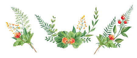 Set of watercolor summer bouquets of green branches, cloudberry, wildflowers and red berries. Botanical hand drawn illustration. Can be used for greeting cards, invitations, floral designs.の写真素材