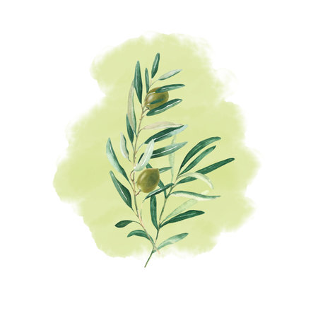 Olive branch bouquet with green olives isolated on watercolor splash background. Botanical illustration.の写真素材
