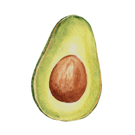 Avocado half fruit drawing. Hand drawn botanical watercolor illustration on white background.の写真素材