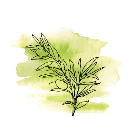 Olive Branch with Olives on green Watercolor background. Hand drawn Vector illustration in outline style. Line art for cards, posters and logos.のイラスト素材