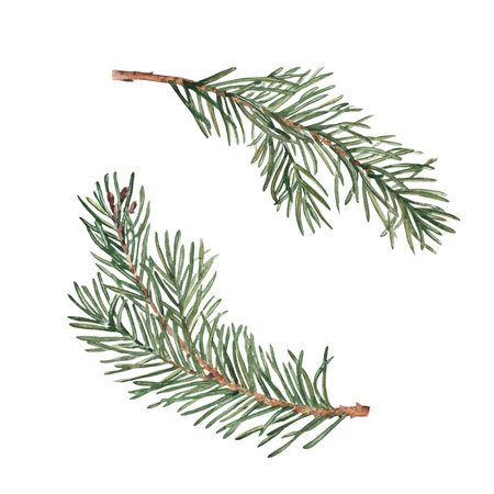 Pine, Fir or Spruce Branches Set. Watercolor hand painted illustration of Winter forest plans with green needles on white background. For Christmas and New Year design, print or decoration.の写真素材
