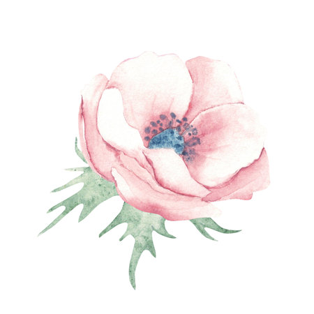 Watercolor Pink Anemone Flower with leaves, side view. Hand drawn floral illustration on a white background. For greeting birthday cards, wedding invitation, save the date and mothers day.の写真素材