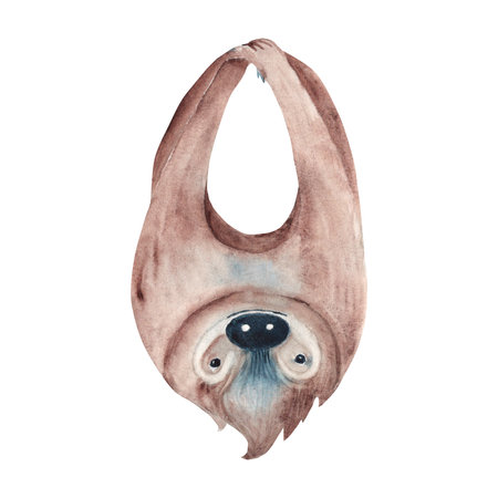 Sloth hanging upside down. Watercolor painting of cute Tropical animal isolated on white background. For cards and posters, wallpaper.の写真素材
