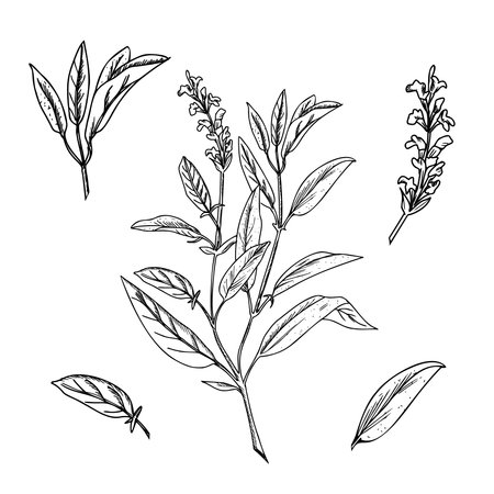 Sage plant set. Vector botanical illustration isolated on a background. Hand drawn Salvia medical herb, separate leaves and flowers sketch. For herbal tea, organic cosmetics and product designs.のイラスト素材