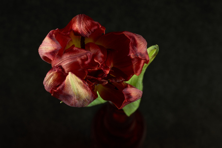 Closeup shot of Tulip flowerの写真素材